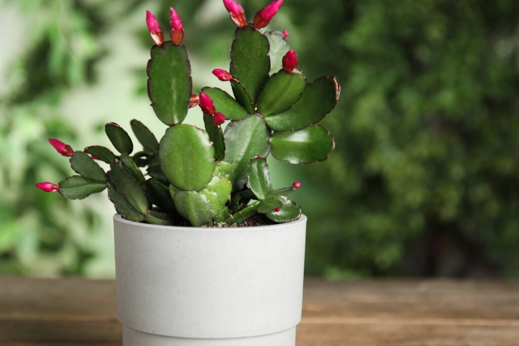 Christmas cactus in a white pot has started to bloom