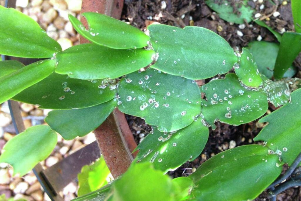 Christmas cactus leaf spot