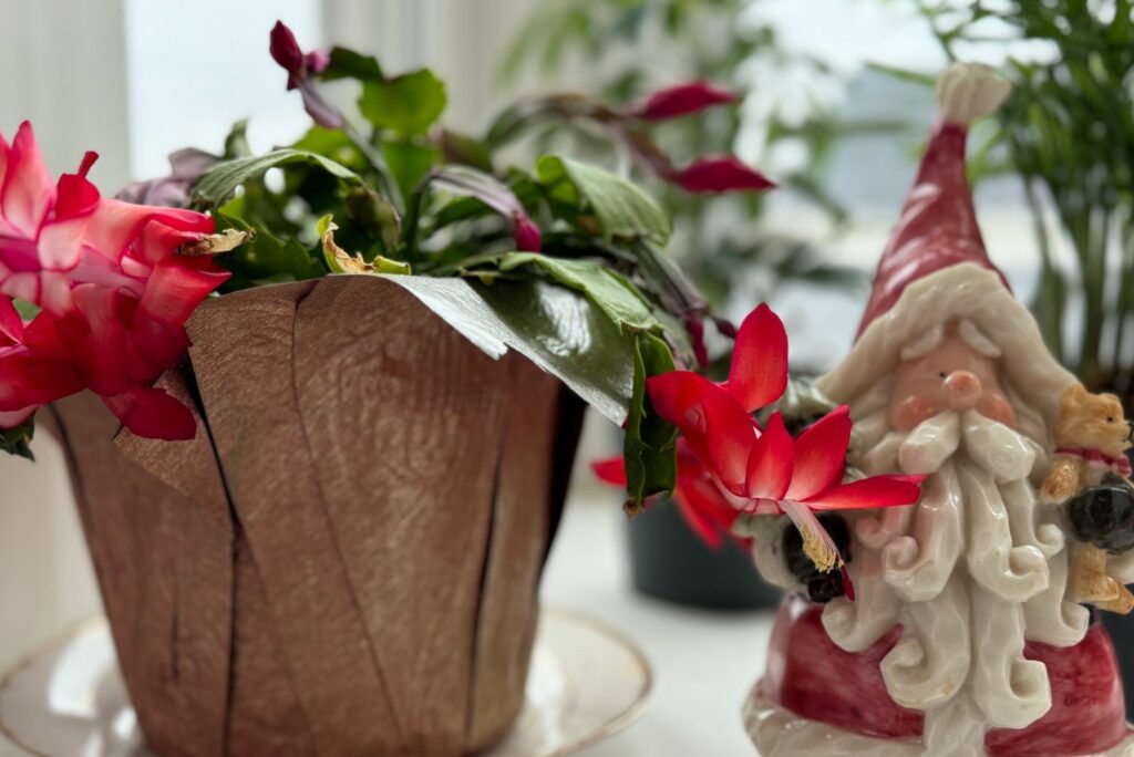 Christmas cactus on a stand in a paper pot