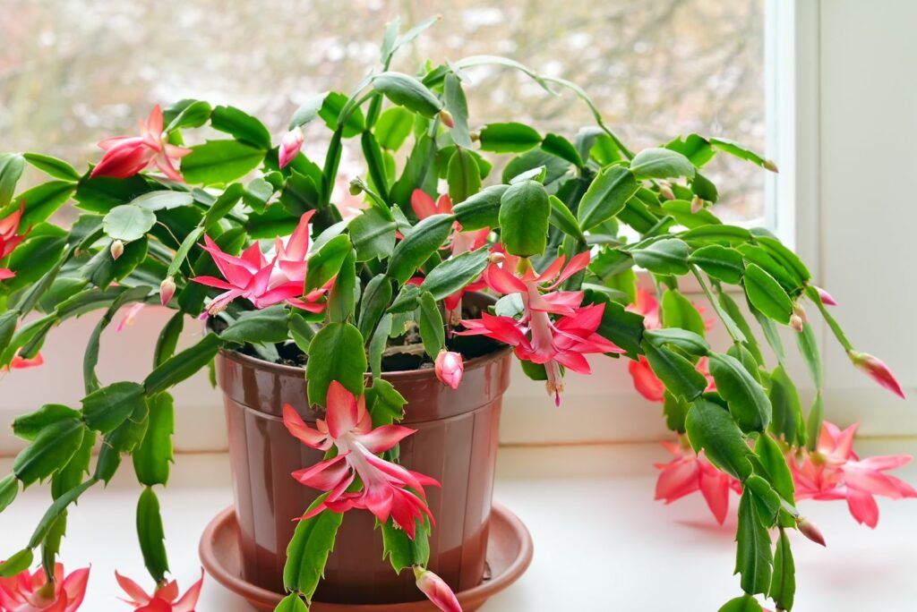 Christmas cactus with pink flowers