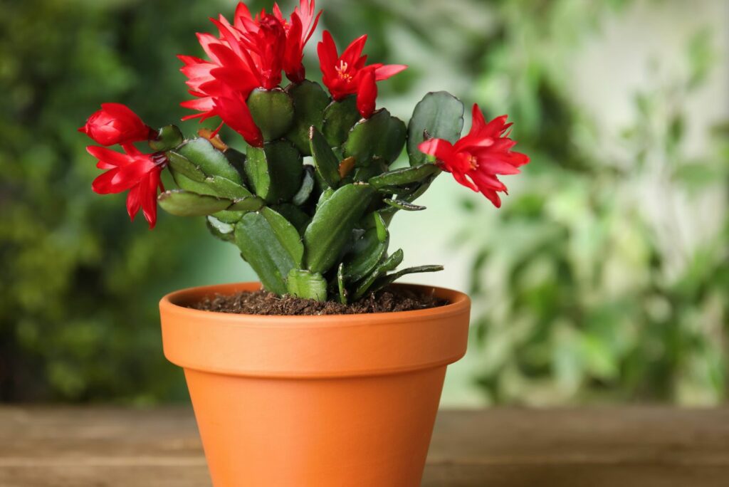 Christmas cactus with red flowers