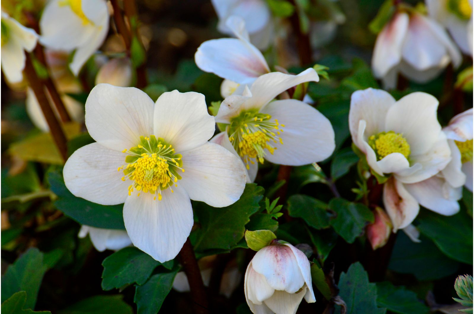 Christmas rose