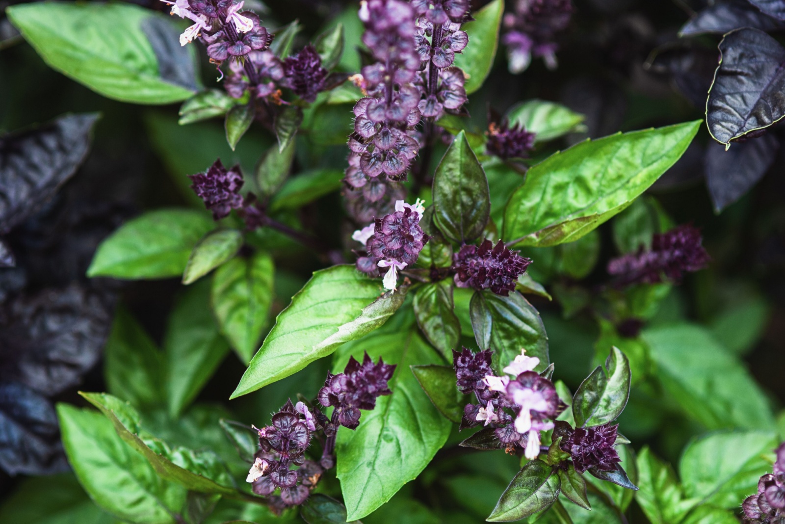 Cinnamon Basil