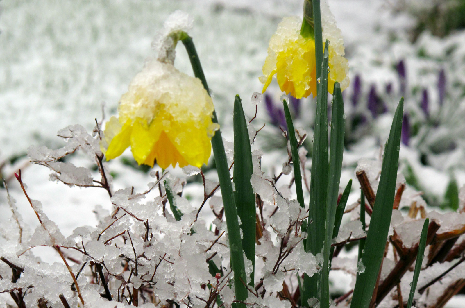Daffodils in winter