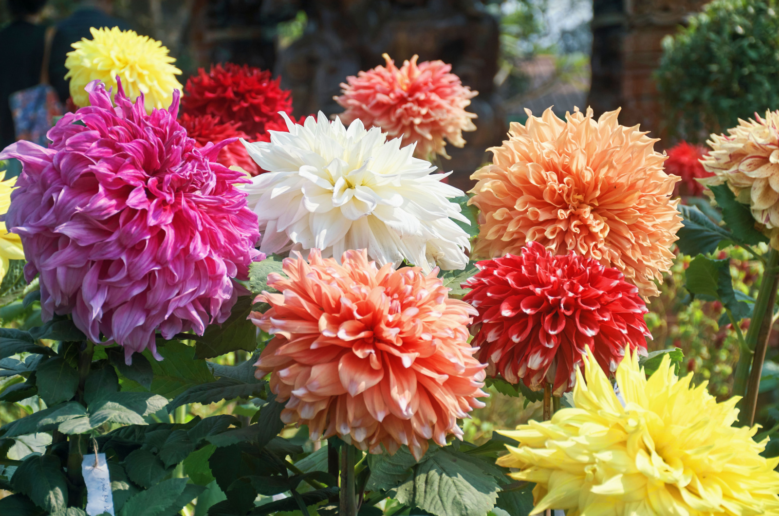 Dahlia flowers with different colors