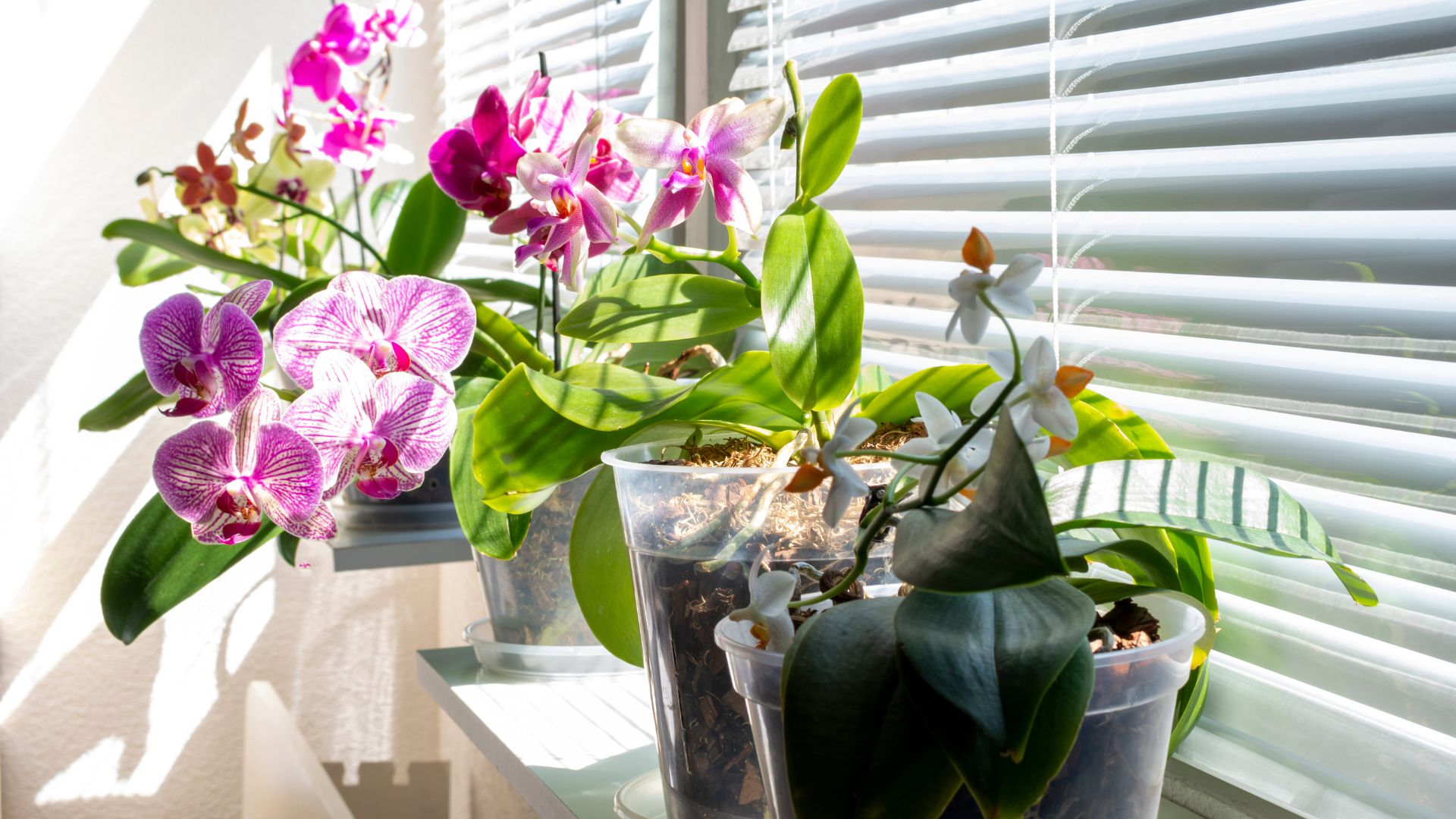 Discover How Much Light Do Orchids Need