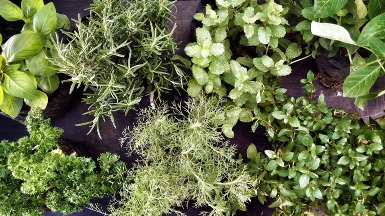 herb gardening