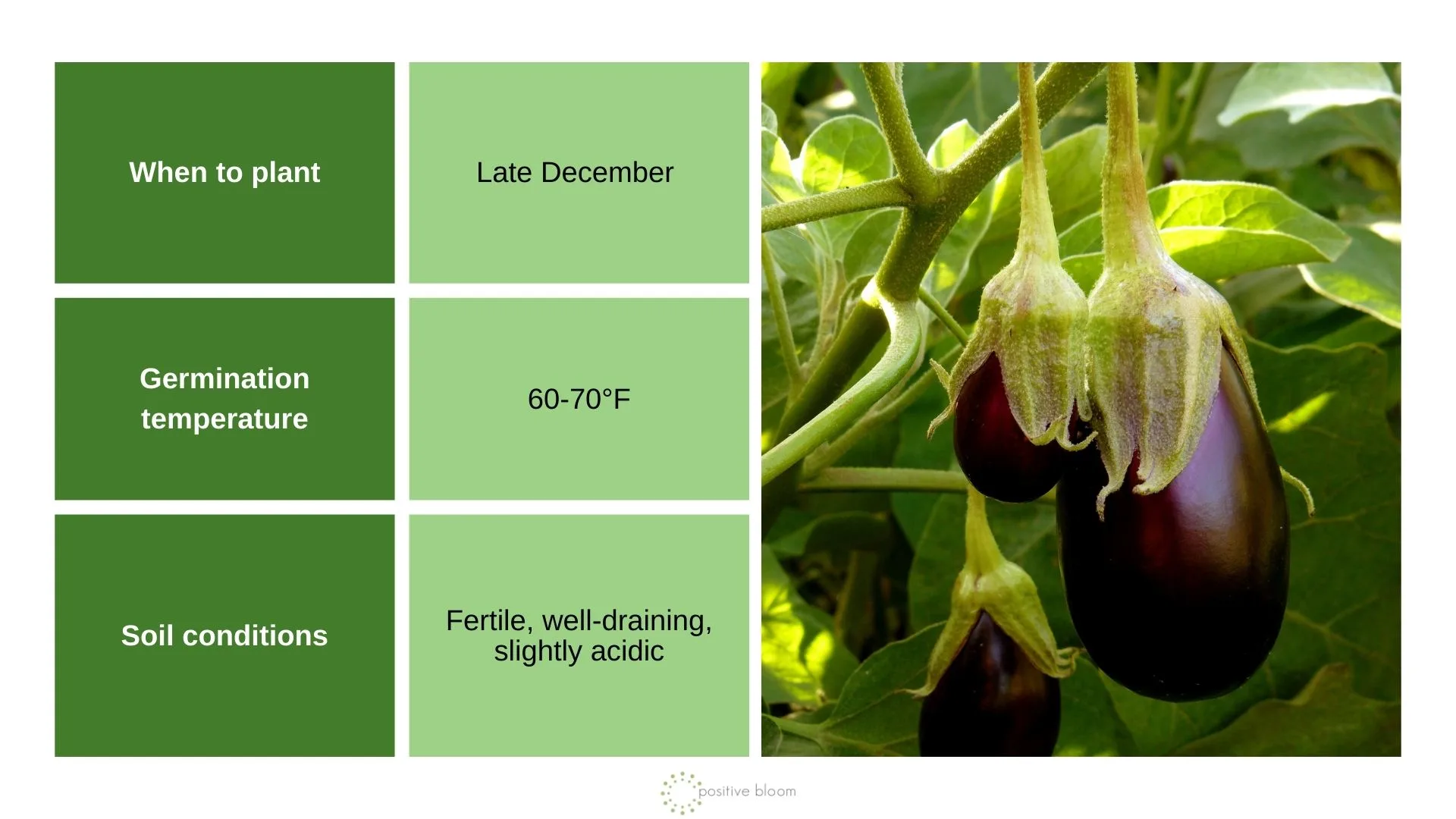 7 Plants To Sow In December And Prep For The Next Season