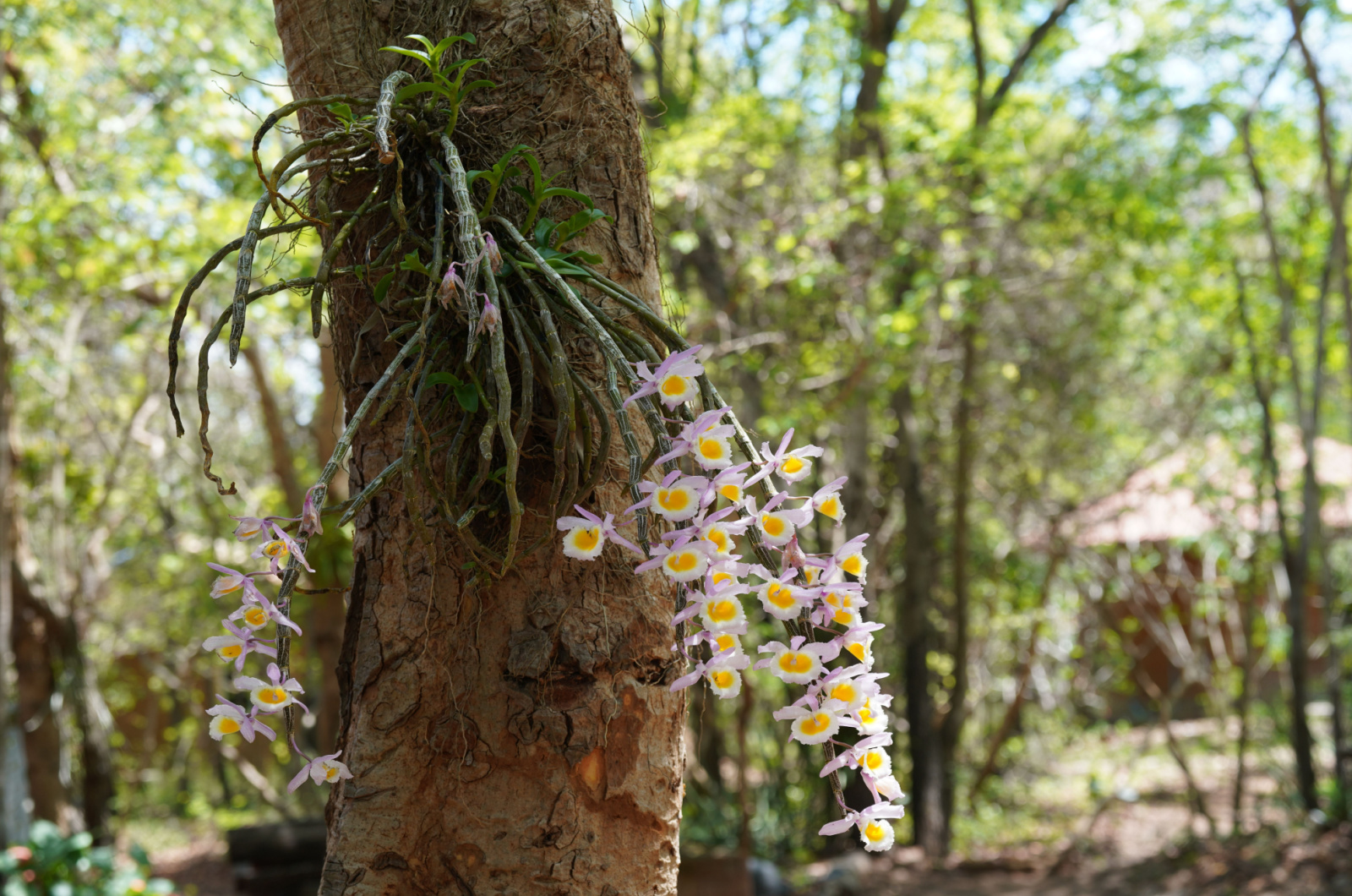 Epiphytic Orchids