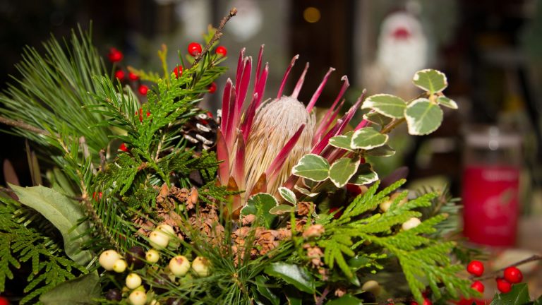 decor plants for Holiday