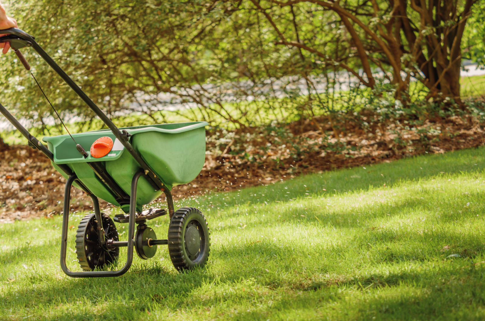 Fertilizing lawn with manual grass fertilizer spreader