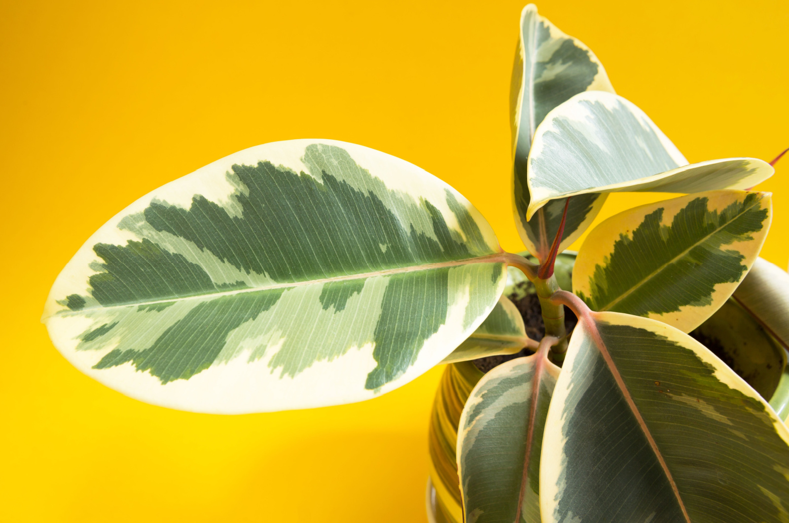 Ficus with ill leaves