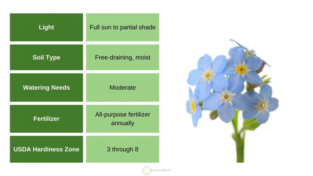 How To Plant And Grow The Lovely Forget-Me-Nots