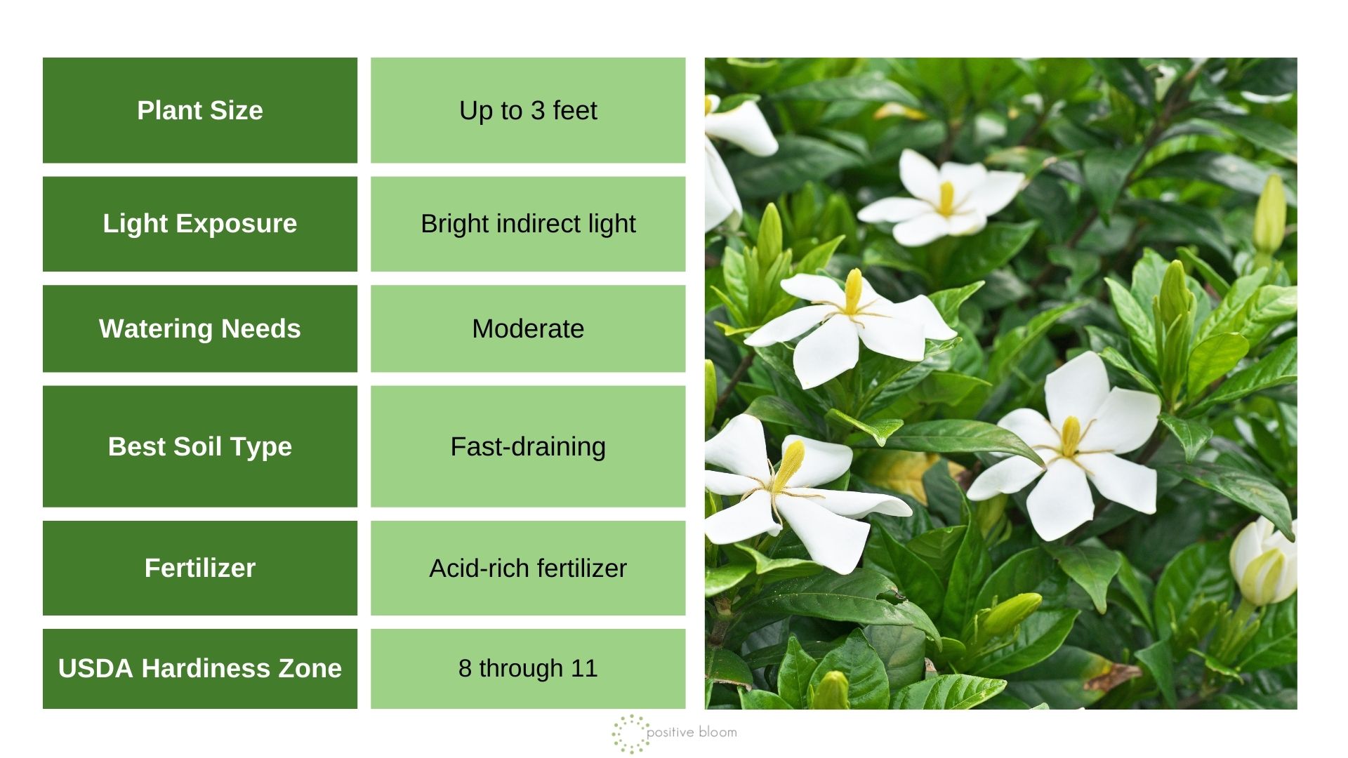 Gardenia info chart and photo