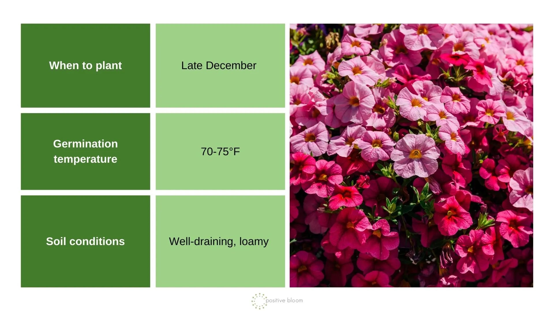 7 Plants To Sow In December And Prep For The Next Season