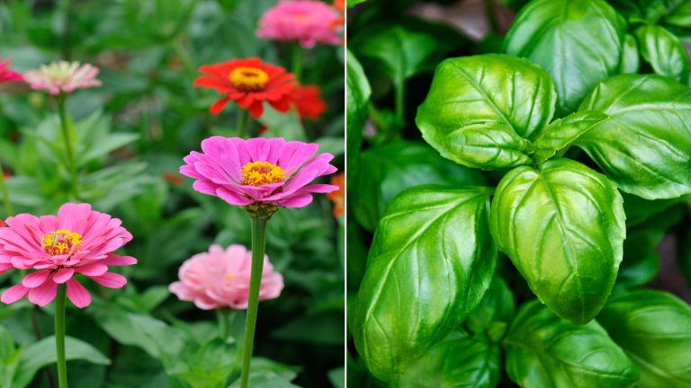 zinnia and basil plant