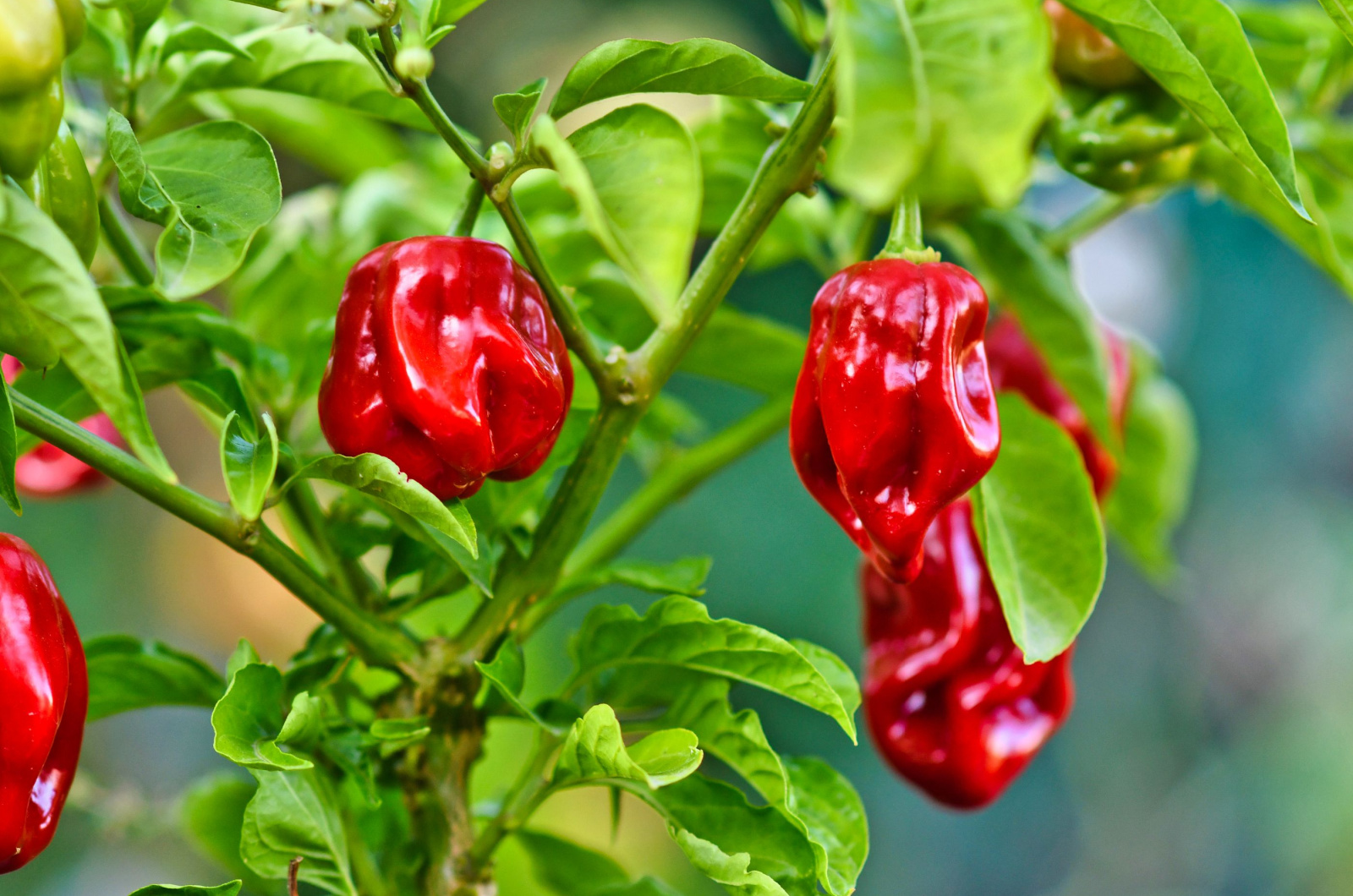 Habaneros chili pepper plant with red ripe fruits