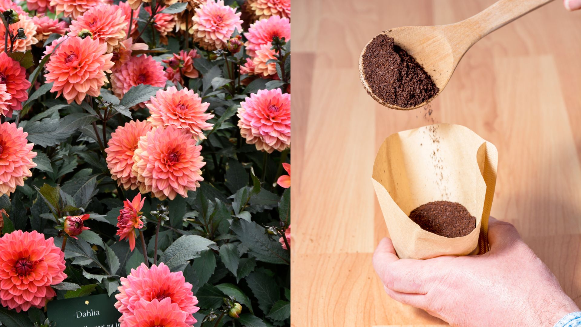 This Simple Coffee Ground Hack Will Make Your Dahlias Thrive And Produce More Blooms