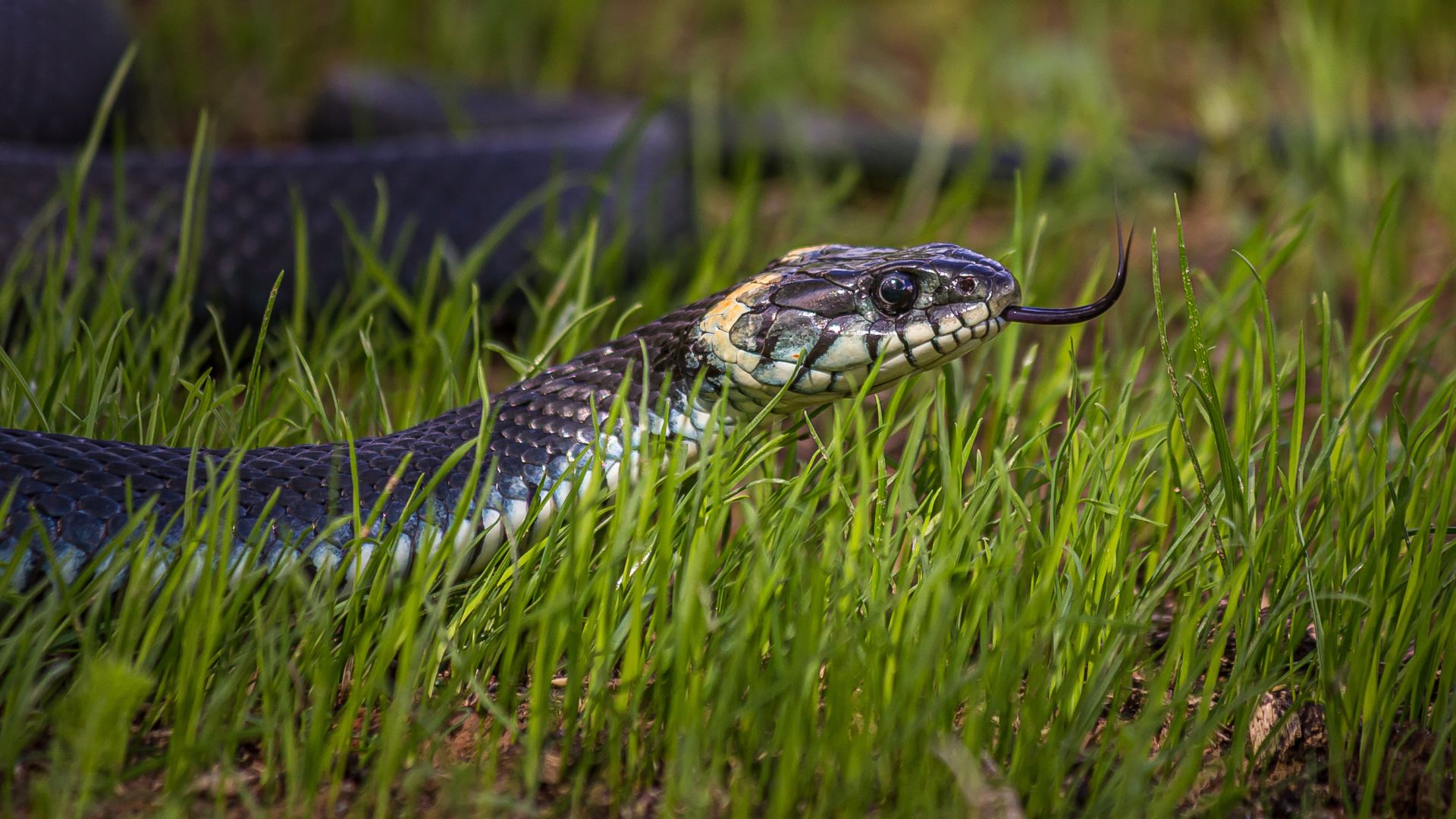 Here’s The Lawn Care Mistake That’s Bringing All Those Snakes To Your Yard