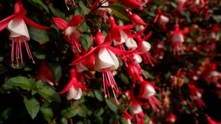 fuchsia jingle bells