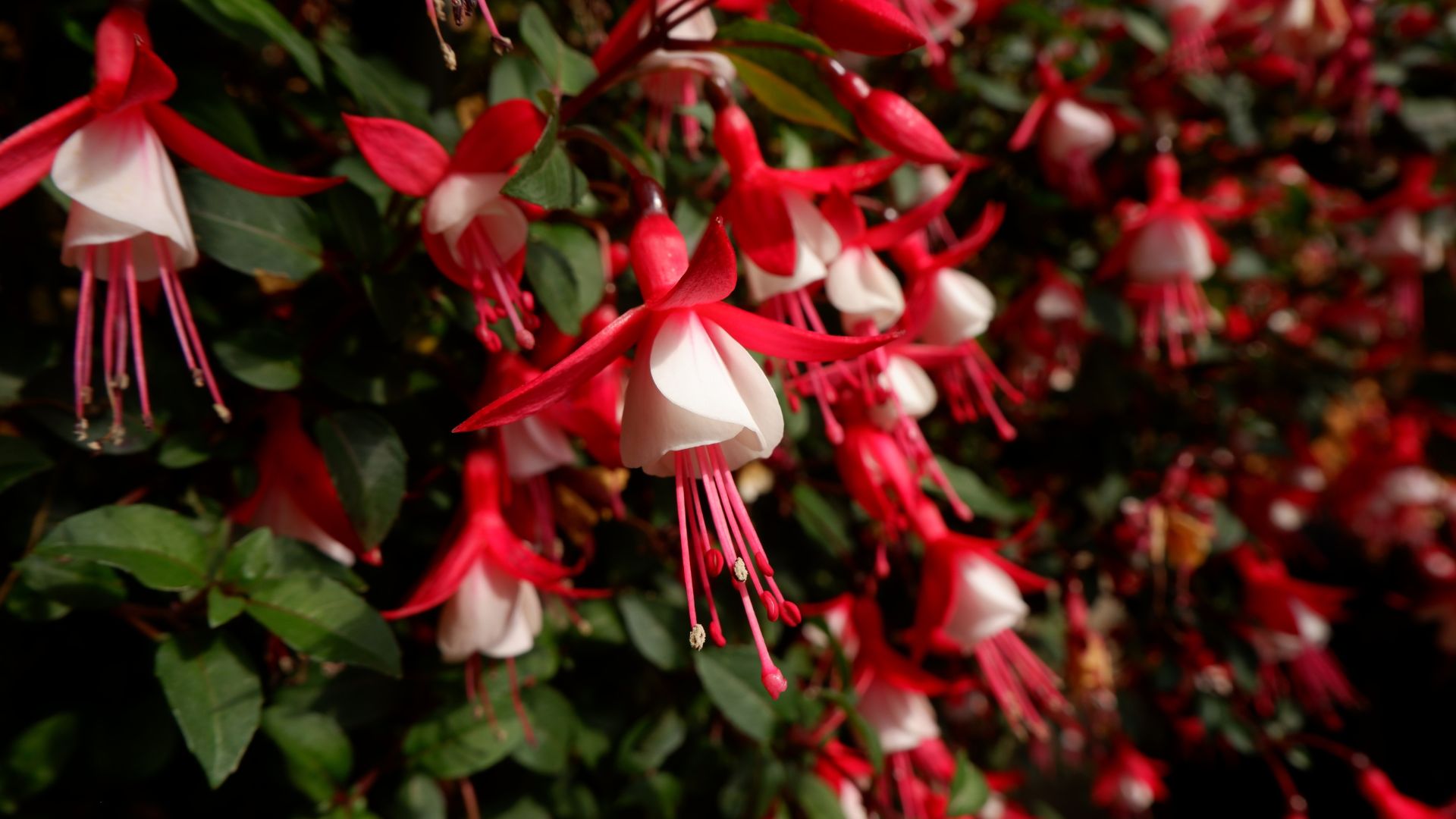 How To Care For The Fuchsia Jingle Bells