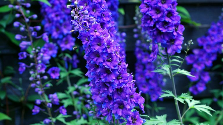 photo of delphiniums flower