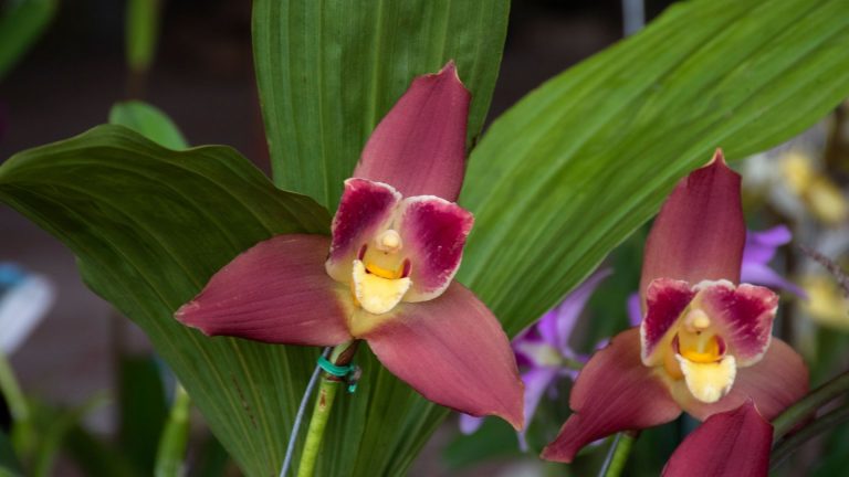 Lycaste Orchids