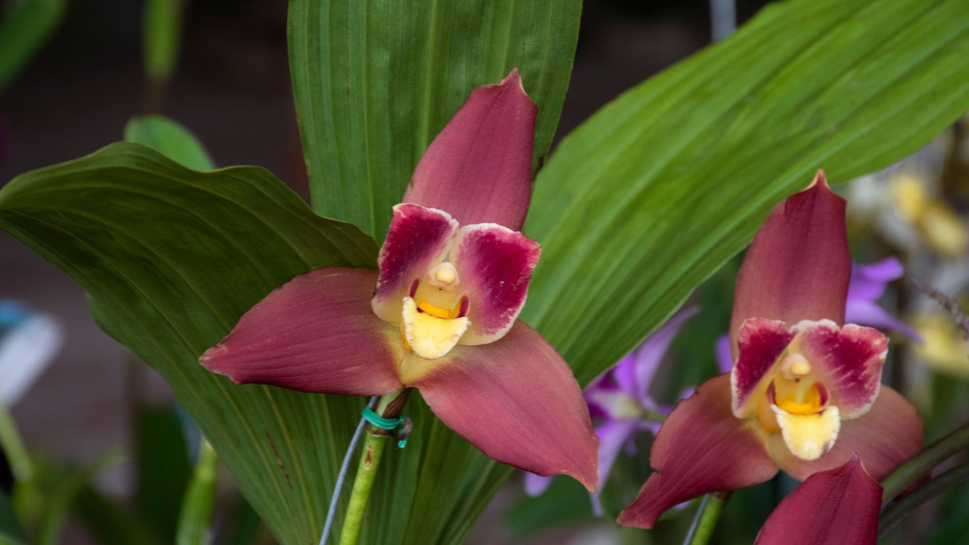 How To Grow And Care For The Lovely Lycaste Orchids