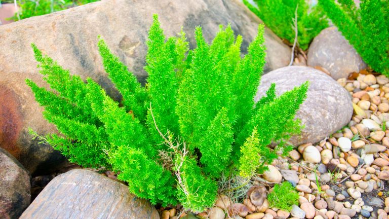 Asparagus Fern