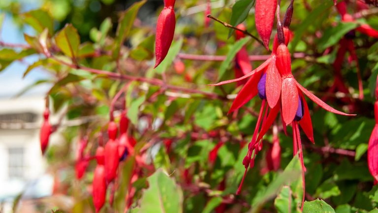 how to grow fuchsia