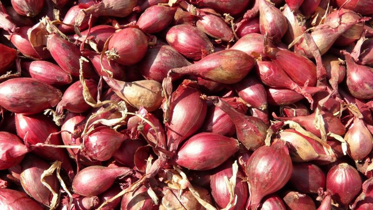 how to grow shallots
