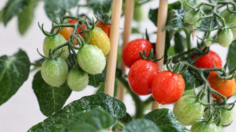 growing tomatoes