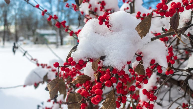 winterberry holly