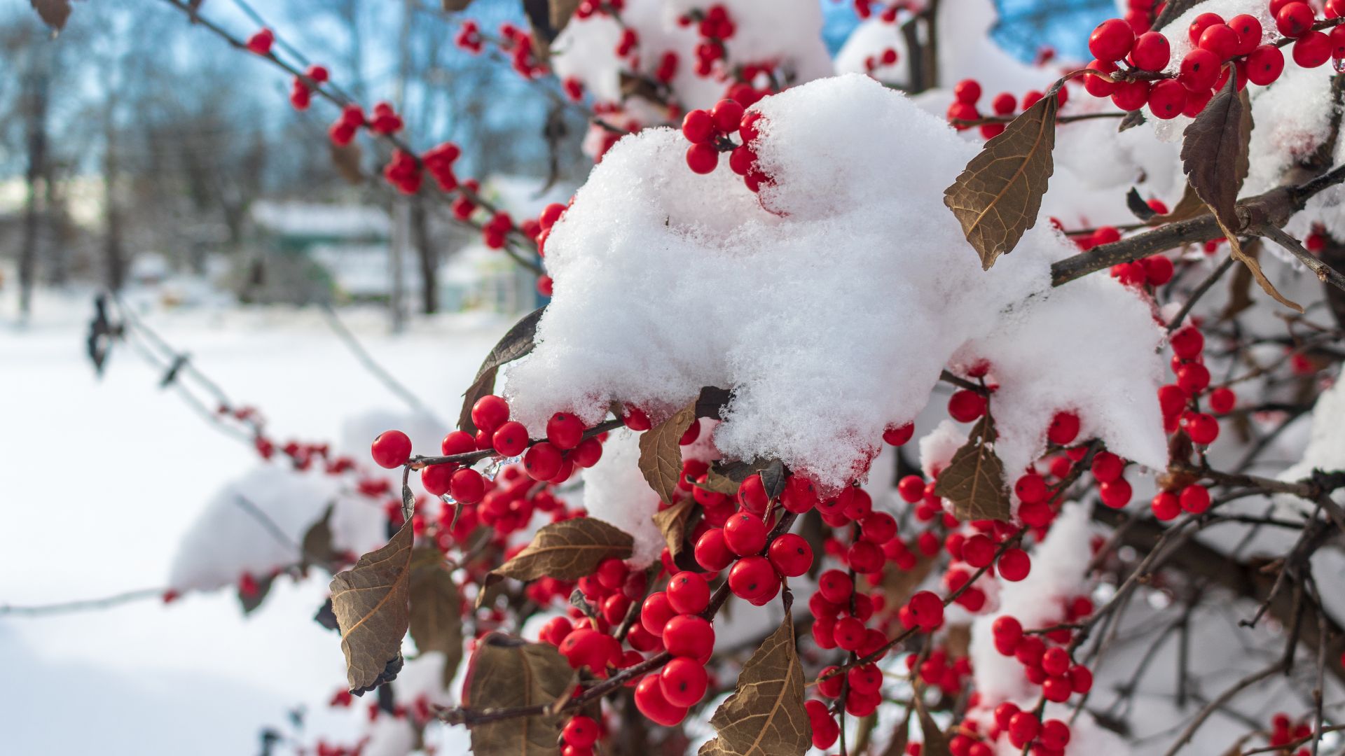 How To Grow Winterberry Holly In Your Winter Garden
