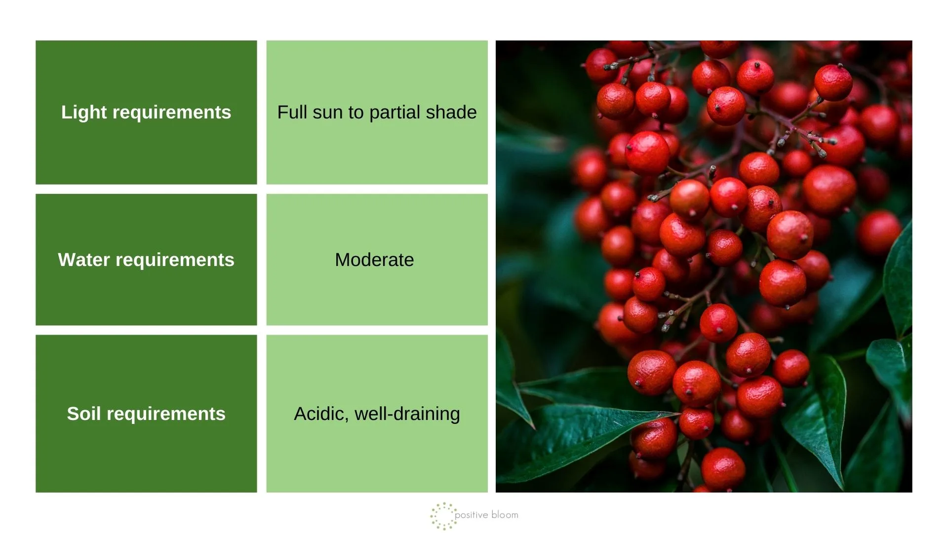 How To Grow Winterberry Holly In Your Winter Garden