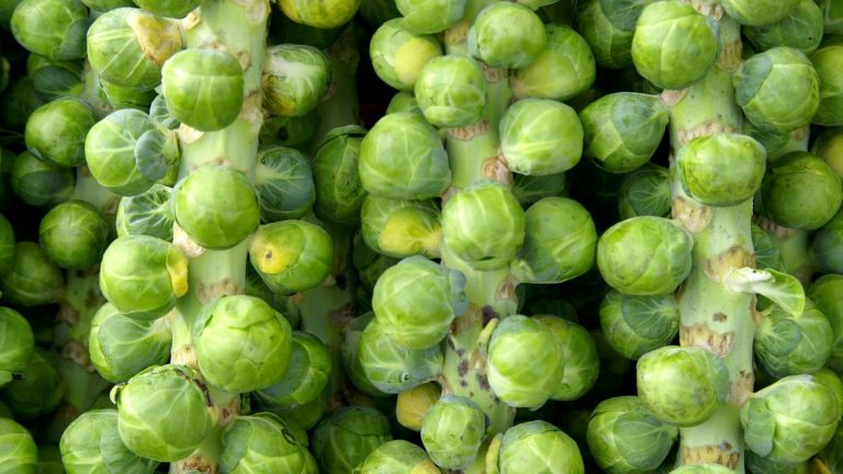 how to grow brussels sprouts
