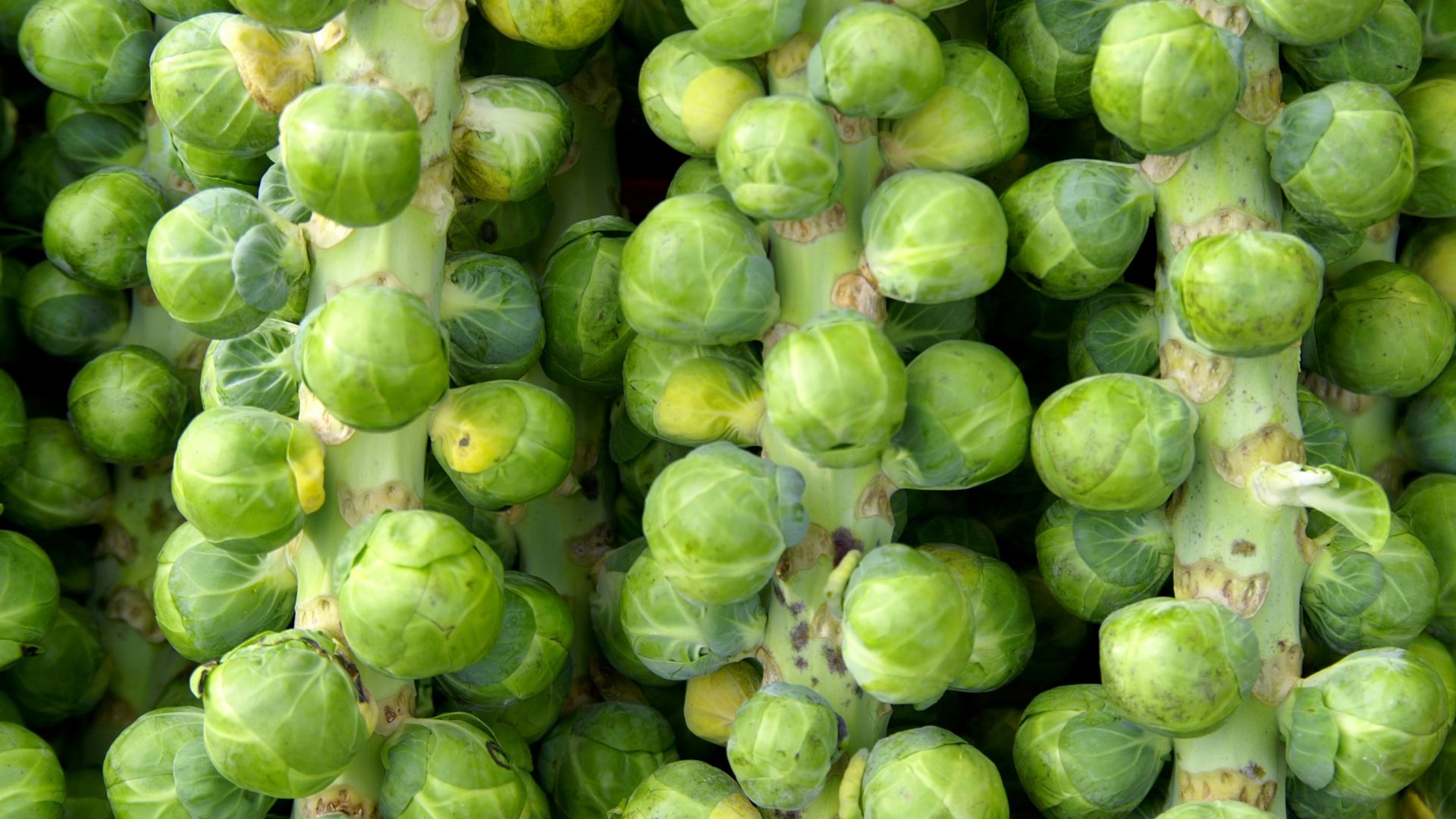 How To Grow Your Own Brussels Sprouts And Get A Bountiful Harvest