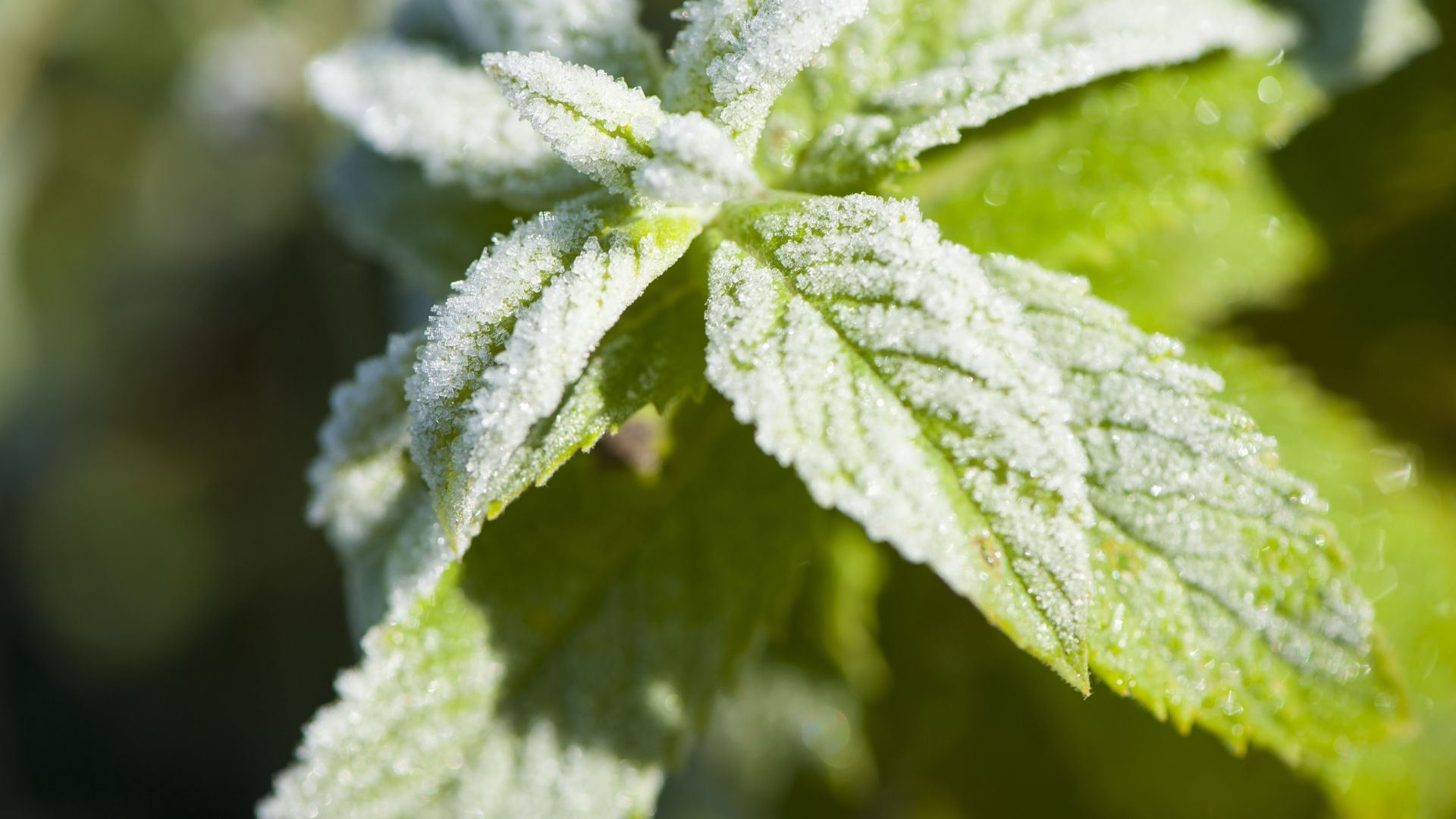 How To Keep Your Mint Plants Healthy During Winter