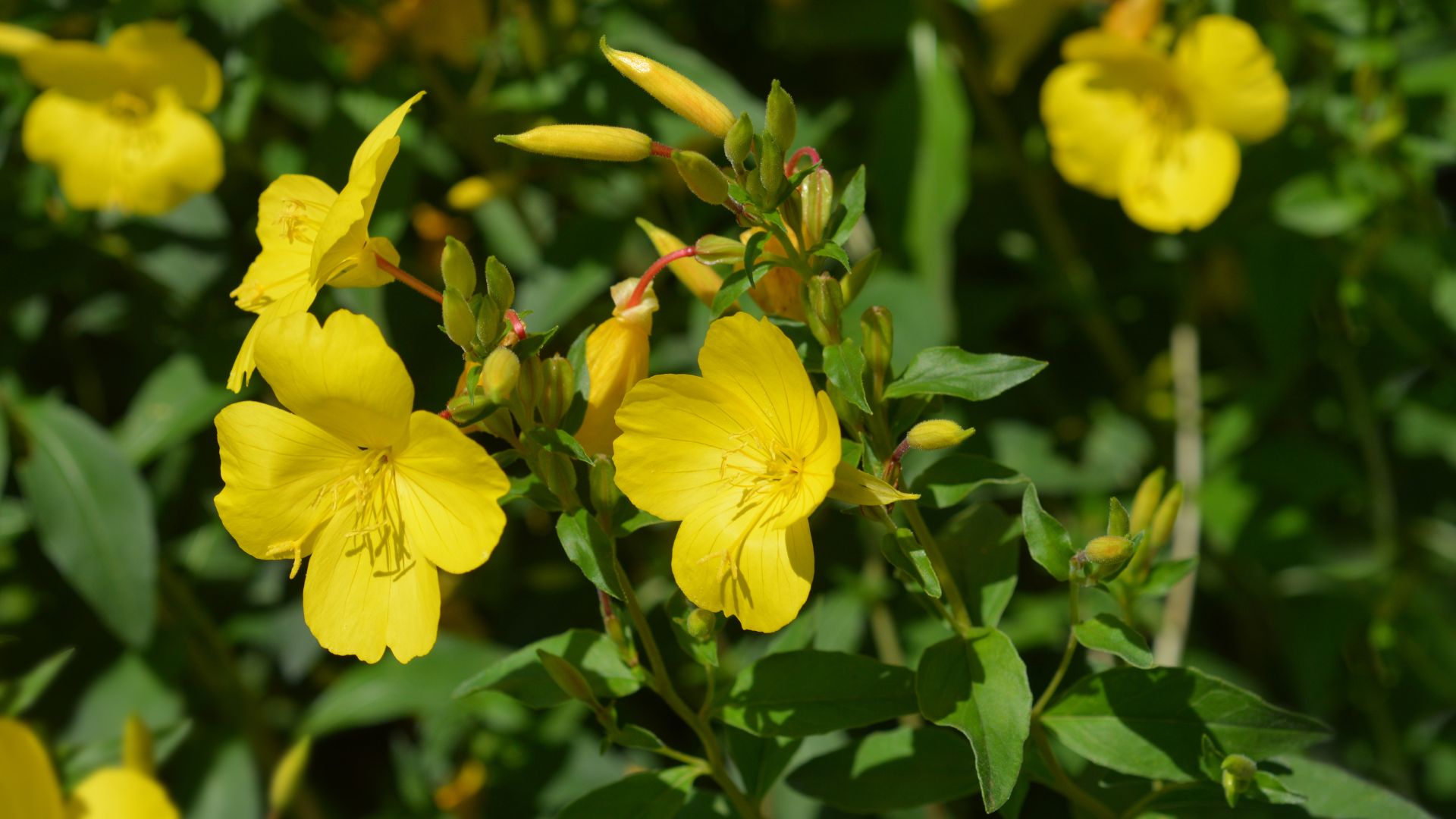 How To Plant And Care For Sundrops