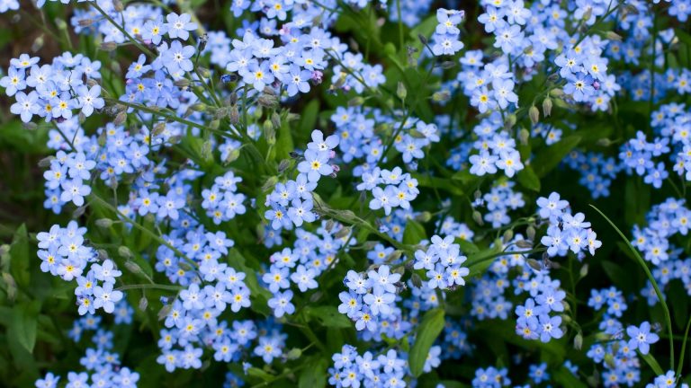 lovely forget me nots