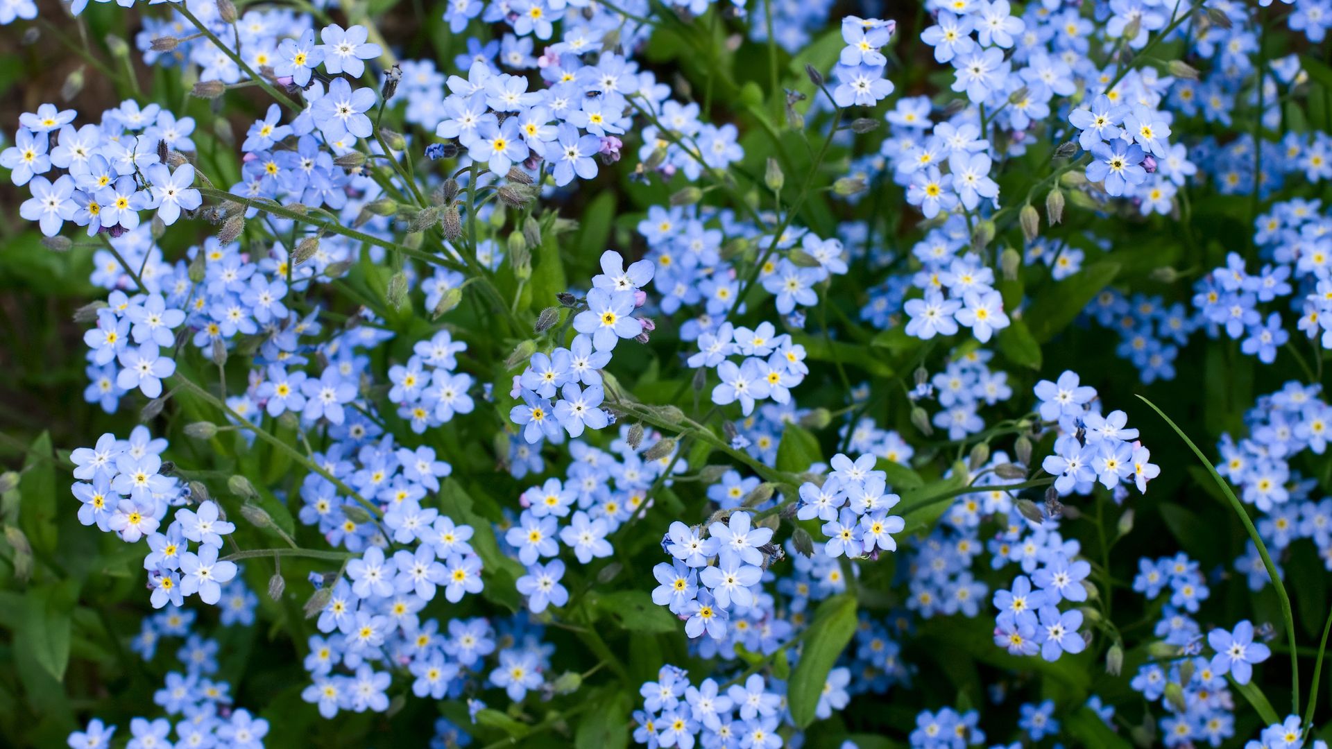 How To Plant And Grow The Lovely Forget-Me-Nots