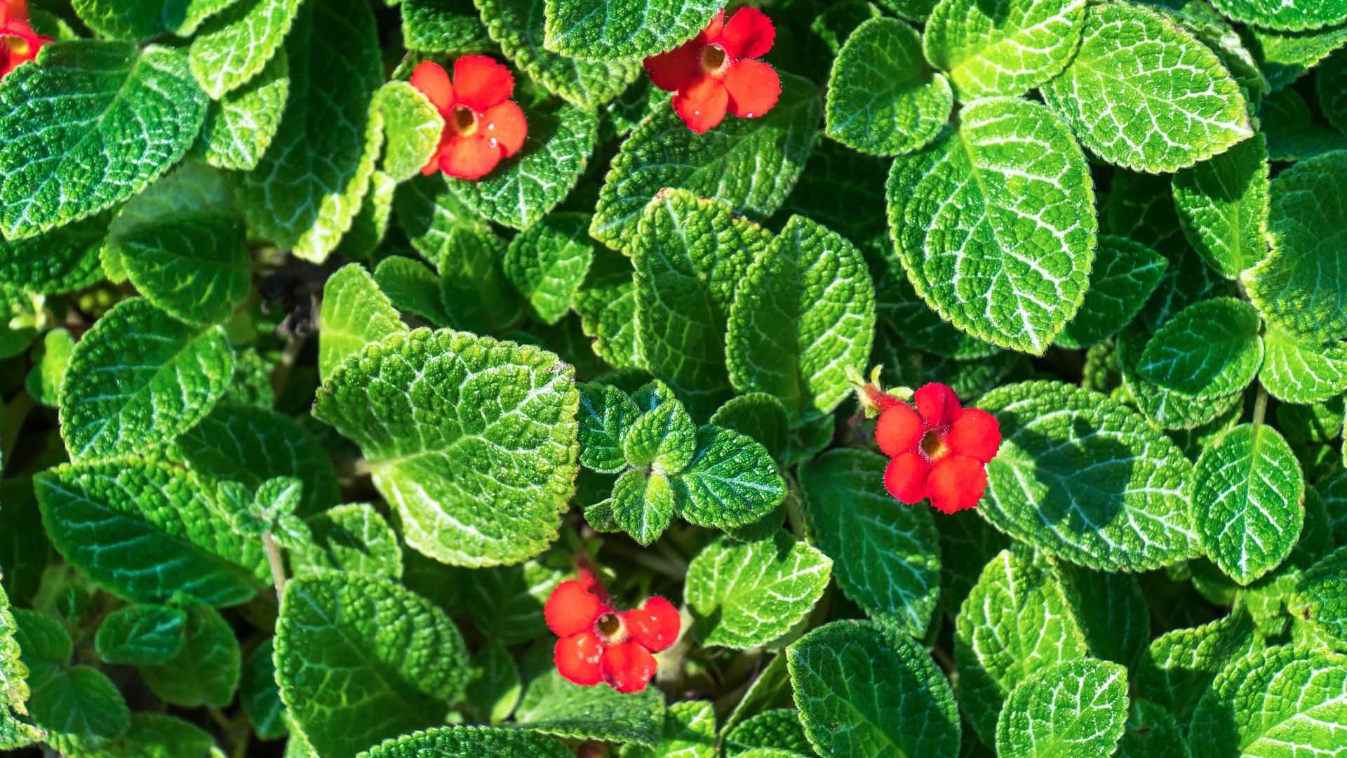 Flame Violets Are All Your Flower Beds Need This Year And This Is The Best Way To Grow Them
