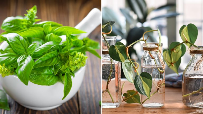 how to propagate basil