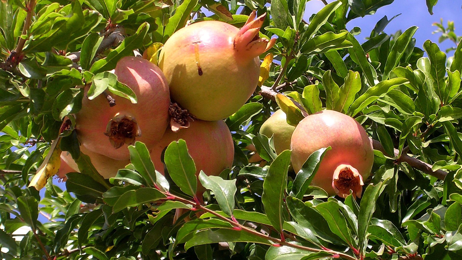 How To Prune A Pomegranate Twice A Year For Bumper Crops