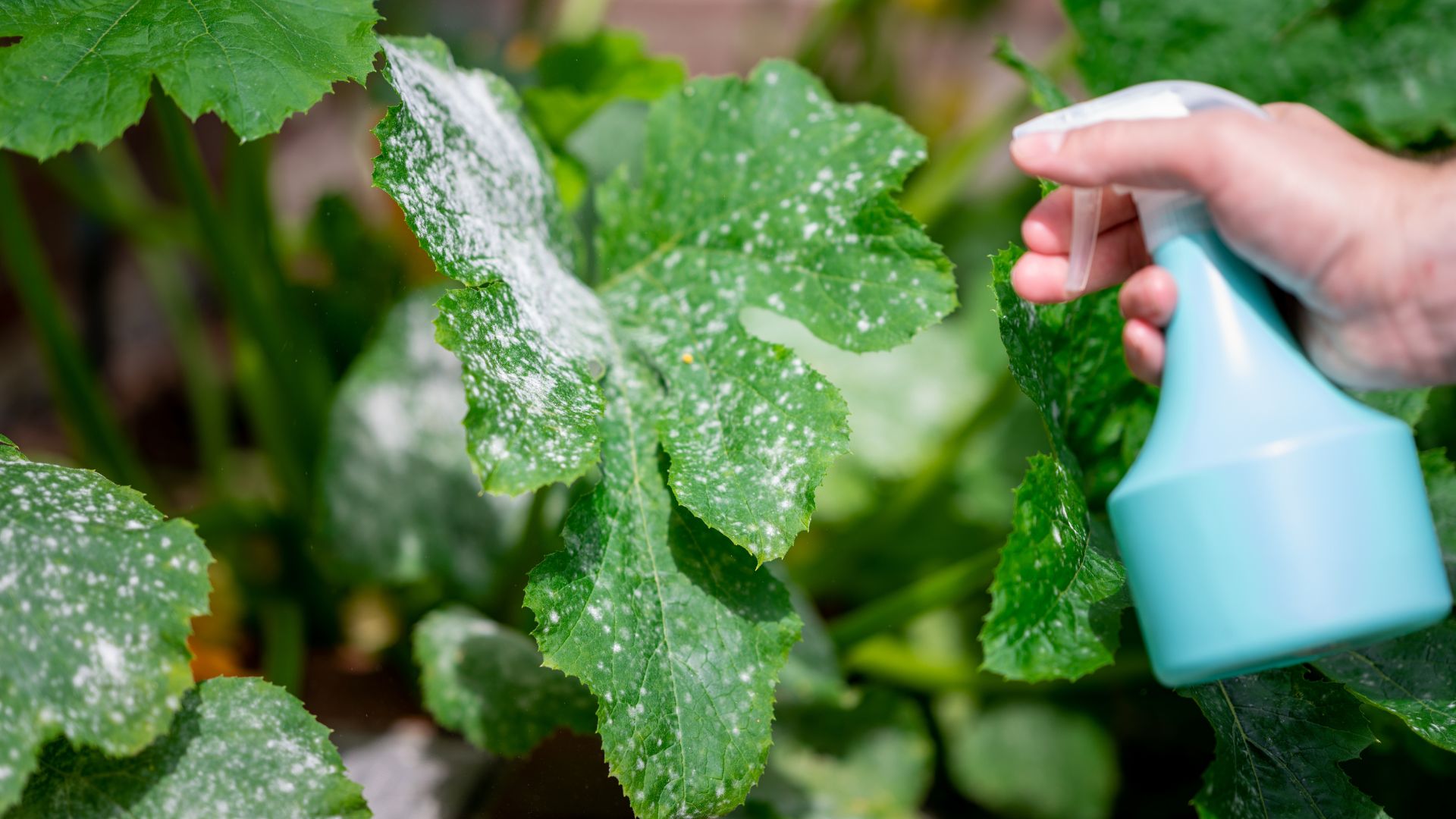 How To Reduce Powdery Mildew In Your Grass Using One Common Ingredient
