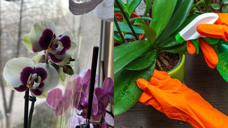 watering orchids in winter