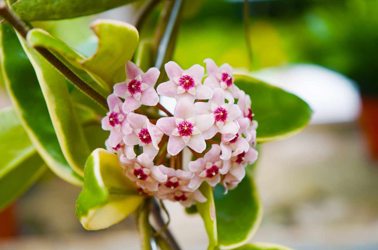 Hoya carnosa bloom