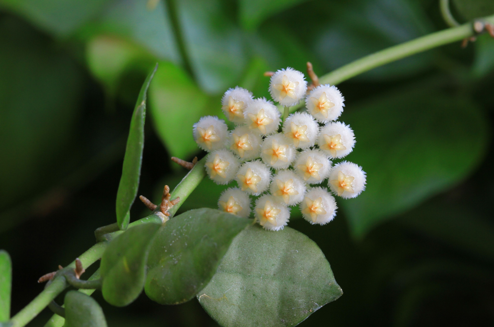 Hoya lacunosa white flower