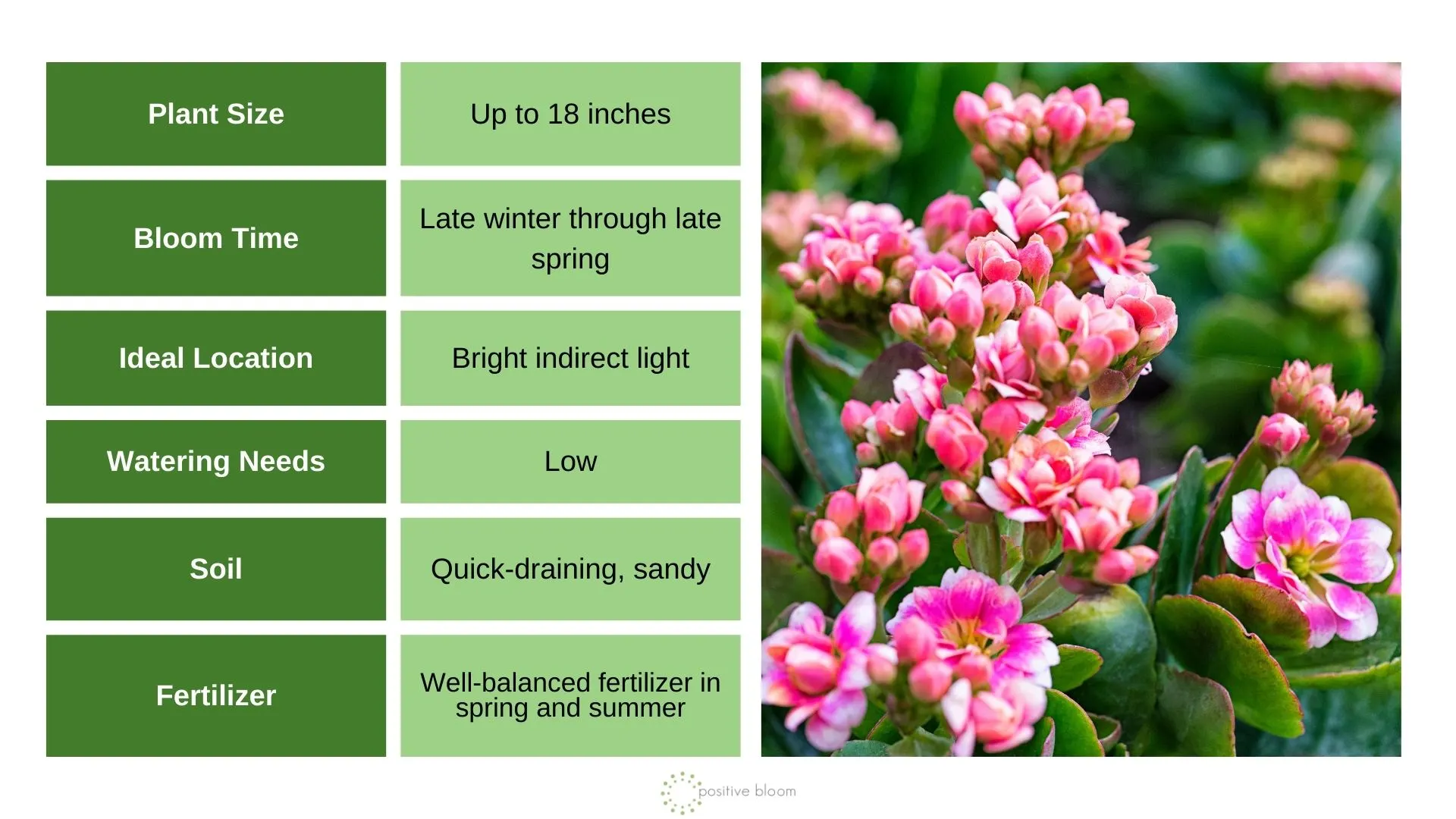 5 Best Indoor Winter Flowering Plants