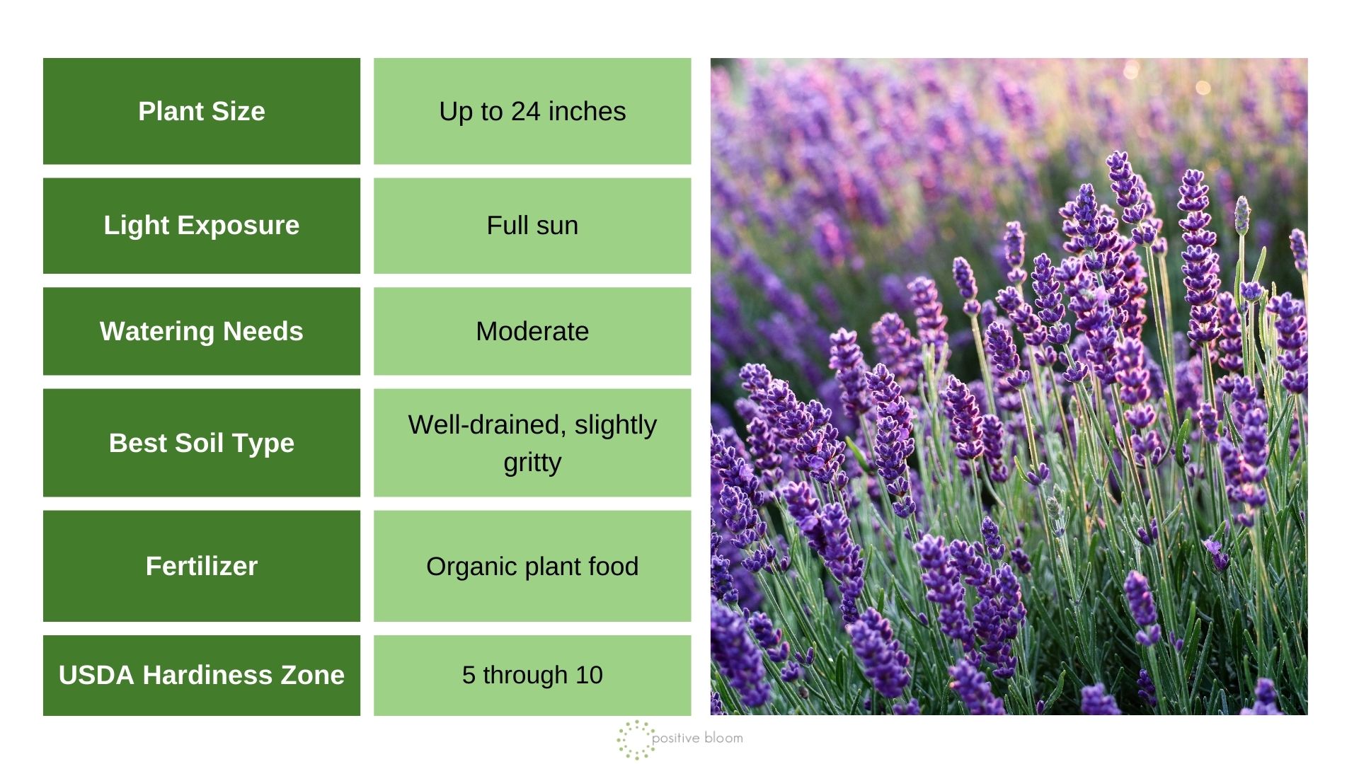 Lavender info chart and photo